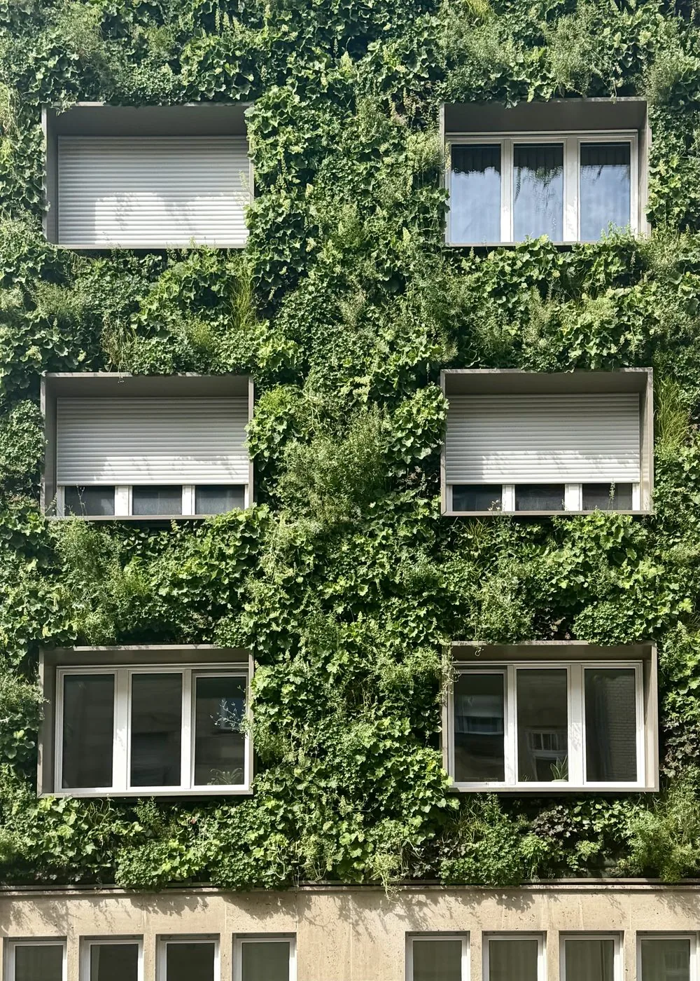 Fassadenbegrünung Mehrfamilienhaus – Bild 4