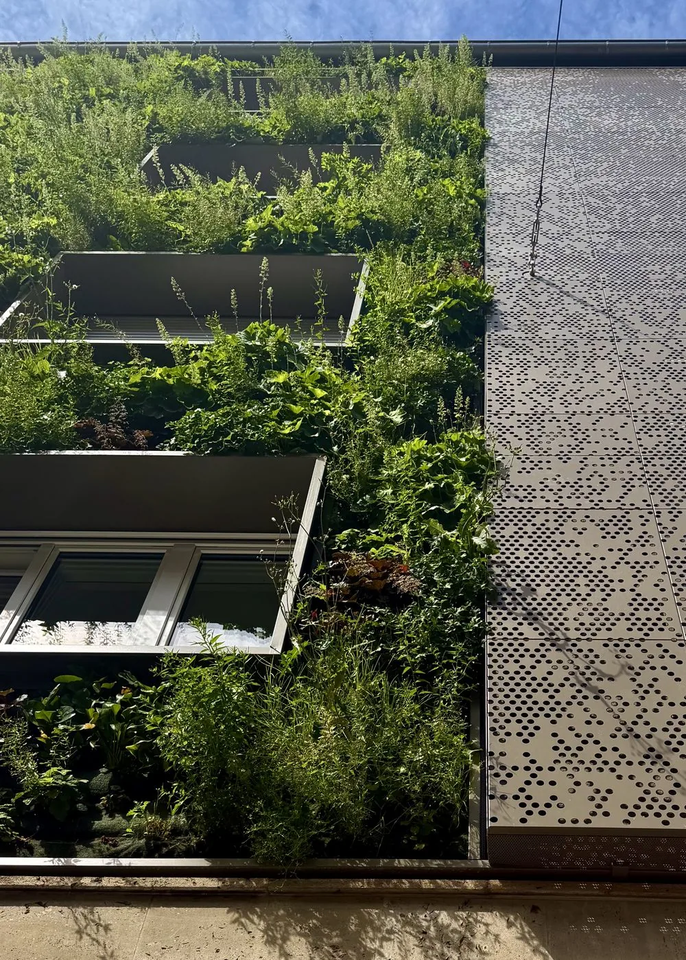 Fassadenbegrünung Mehrfamilienhaus